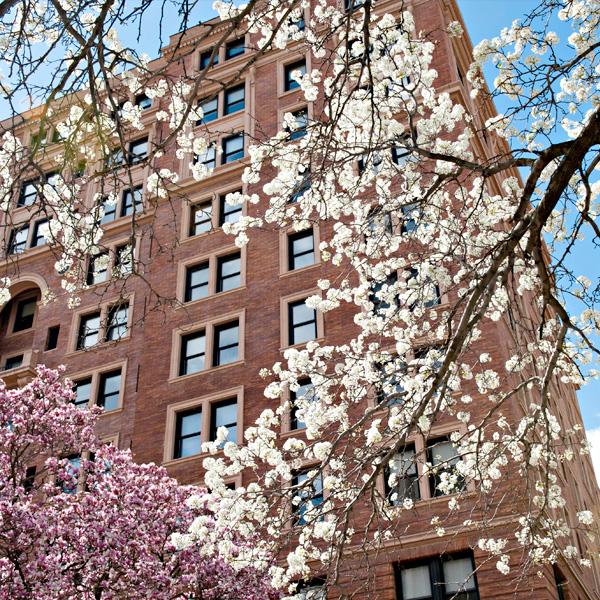 Blossoms on campus tree