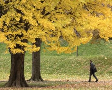 Yellow fall foliate on a tree in a green park.