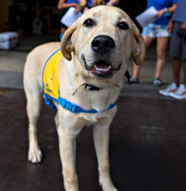 Emotional support dog